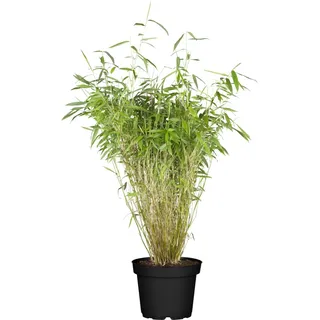 OBI Gartenbambus Early Green Höhe ca. 40 - 60 cm Topf ca. 5 l Fargesia