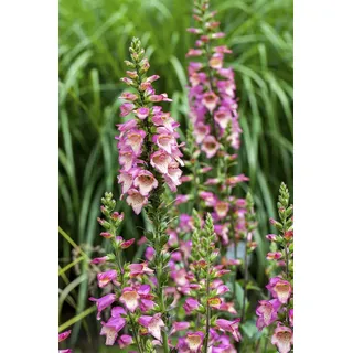 Digitalis purpurea, Fingerhut, rosa Blüten, ca. 9x9 cm Topf - Rosa