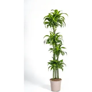 Drachenbaum Dracaena Deremensis Dorado – Zimmerpflanze – Ø27cm – 180 cm Höhe – Elegante, langlebige Blattpflanze