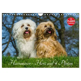 Calvendo Havaneser - Herz auf 4 Pfoten (Wandkalender 2026 DIN A4 quer), CALVENDO Monatskalender: Lassen Sie sich verzaubern von dieser entzückenden Kleinhunderasse (CALVENDO Tiere)