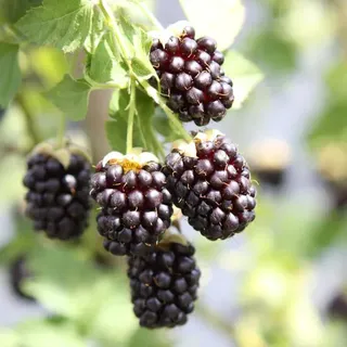 Brombeere 'Thornless Boysenberry' ca. 60 cm Dornenfreie Vielfalt für Ihren Garten