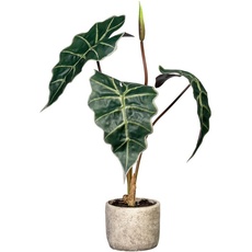Bild Künstliche Zimmerpflanze »Alocasia«, im Zementtopf, grün
