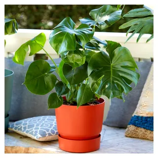 Monstera Fensterblatt Pflanze | Ideal für Zuhause oder Büro | 40-50 cm mit Topf