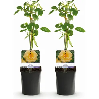 GreenboutiQ - Kletterrose - Rosa Spring Queen - Blüte Gelb - Pflegeleicht - 2 Pflanzen - Topf 11cm Höhe 40cm - Gelb