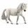 Iceland Pony Mare
