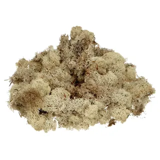 KnorrPrandell 6695973 Islandmoos, natur hell, Natürlich