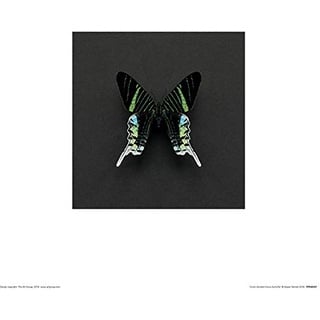 Alyson Fennell "Green Banded Urania Butterfly 30 x 30cm Kunstdruck