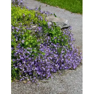 Campanula poscharskyana 'Templiner Teppich', Polster-Glockenblume, ca. 9x9 cm Topf