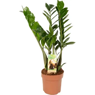 Glücksfeder Höhe ca. 65 - 70 cm Topf-Ø ca. 17 cm Zamioculcas zamiifolia