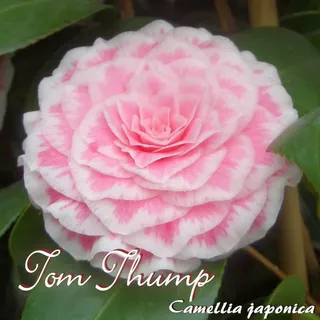 Kamelie "Tom Thump" - Camellia japonica - 3-jährige Pflanze (255)