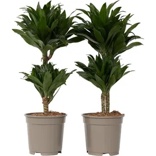 Drachenbaum - 2 Stk - Dracaena surculosa - Höhe 50-65cm - 17cm