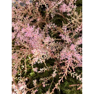 6 x Astilbe simplicifolia 'Sprite' - Schaumspalier 'Sprite' , Prachtvolles Spalier im 9x9 cm Topf