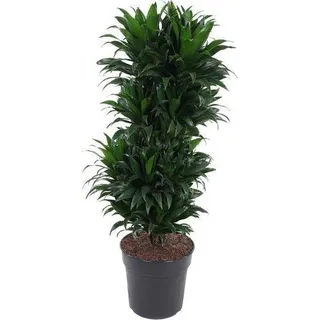 Drachenbaum Dracaena Compacta – Zimmerpflanze – Ø27cm – ca. 100cm hoch – Buschig & dunkelgrün – Pflegeleicht & für Innenräume