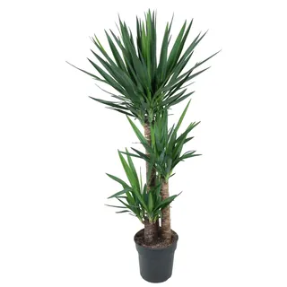 Elefantenfuß-Yucca - 140 cm - ø27