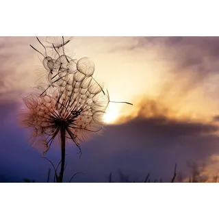 Fototapete PAPERMOON "Pusteblume", bunt, B:2m L:1,49m, Vlies, Tapeten, Fototapete