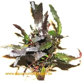 1 Topf Hemigraphis repanda, Sumpfpflanzen