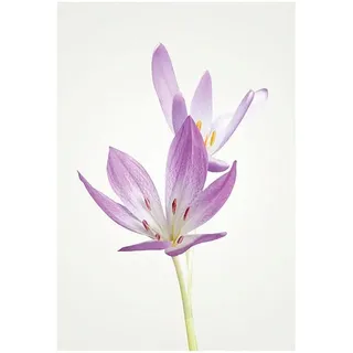 Komar Poster »Autumn Crocus«, Blumen, (1 St.), Kinderzimmer, Schlafzimmer, Wohnzimmer, bunt