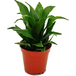 Mini-Pflanze Dracaena compacta Drachenbaum Ideal für kleine Schalen und Gläser im 5,5cm Topf