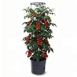 Prosperplast Tomatentopf Ø 29,5 x 23,6 cm Grau/Rot/Schwarz