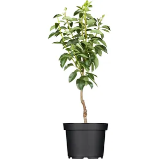 GROW by OBI Bio Birne Gellerts Butterbirne Grün-Gelb ca. 120-140 cm Topf 7 l