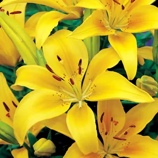 Asiatische Lilie Lilium Zwiebel Blumen Asiatische Lilie Gelb XXL 1 St. - Gelb