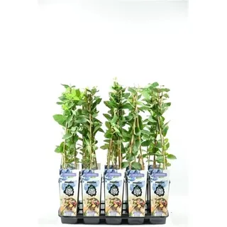 Sibirische Blaubeere - Honigbeere - Lonicera caerulea kamtschatica 30 cm