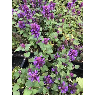 6 xAgastache 'Blue Boa' - S§holzpflanze im 9x9 cm Topf