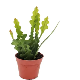 Epiphyllum anguliger - Krokodilschwanz-Kaktus, 9cm