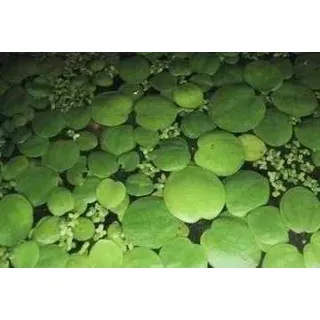 3 Portionen Froschbiss mit je 10 Pflanzen (Limnobium laevigatum)