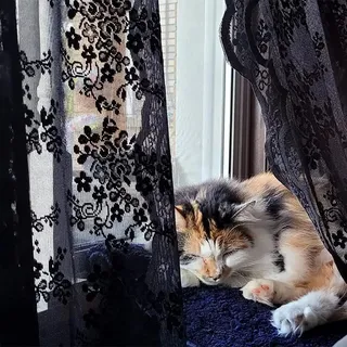 YJ YANJUN Schwarze Spitze Fenster Vorhang Gruselige Halloween Party Dekorationen Home Dekor (LxB) 140x175 cm Schwarze