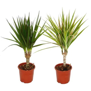 Set aus 2 verschiedenen Drachenbäumen - Dracaena marginata + Dracaena marginata Bicolor