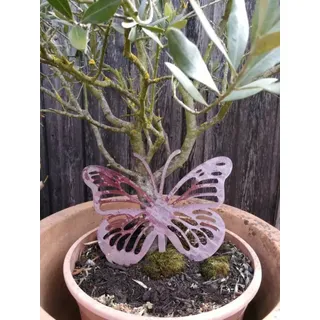Edelrost Schmetterling Anette mit Streifen