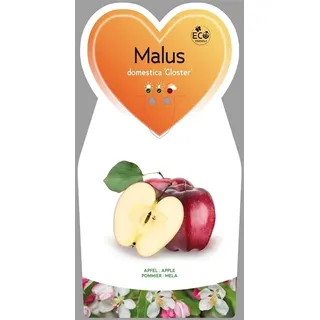 Malus domestica Gloster (69) ca. 120 cm- Winterapfel - Apfelbaum