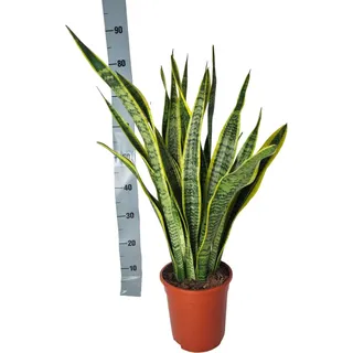 Sansevieria Laurentii – 90cm – Große Bogenhanf Zimmerpflanze – Pflegeleicht & luftreinigend – Ideal für Wohnzimmer, Büro & moderne Inneneinrichtung – Robust & langlebig - Grün