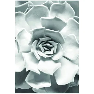 Komar Wandbild | Succulent Closeup | Poster, Bild, Wohnzimmer, Schlafzimmer, Dekoration, Kunstdruck | ohne Rahmen | P049C-50x70 | Größe: 50 x 70 cm (Breite x Höhe)