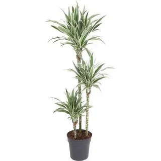 Drachenbaum Dracaena White Stripe Ø24cm Zimmerpflanze 150cm