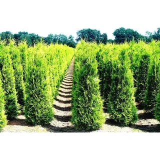 Thuja occidentalis Smaragd 40-60 cm - SMARAGD LEBENSBAUM