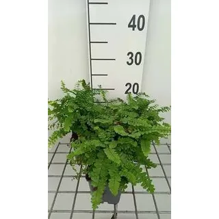 6 x Blechnum penna-marina - Kleine Rippenfarn - Topf 9 x 9 cm