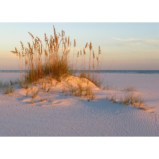 Papermoon Fototapete »DÜNEN- MEER SEE KÜSTE NORDSEE OSTSEE STRAND SYLT GRAS«, bunt