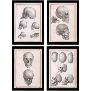 Nacnic Set mit 4 Anatomie-Postern des Menschen. Erwachsener Schädel. Biologie- und Medizinillustrationen im Vintage-Stil. Inneneinrichtung und Dekoration. A4 ohne Rahmen.