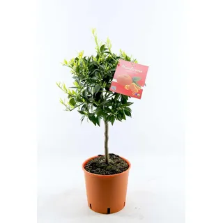 Mandarinenbäumchen 80-100 cm - Citrus reticulata - Mandarine (Pflanze)