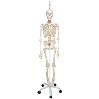 3b Scientific Menschliche Anatomie Skelett Feldi -Das funktionelle Skelett an Metallhängestativ -Lebensgroß, inkl kostenlose Anatomie App -A15/3S als Lernmodell oder Lehrmittel -3B Smart Anatomy
