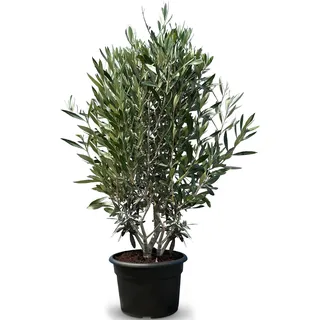 Sunny Tree - Olivenbaum - Olea Europaea in Strauchform - Höhe ca. 140-160 cm inkl. Topf. - Winterhart bis -18 - Immergrün