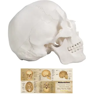 Menschliches Schädel-Modell, Lebensgröße, 3-teiliges anatomisches Modell mit abnehmbarer Totenkopfkappe und beweglichem Mandible für Medizinstudenten, menschliche Anatomie Studie Kurs