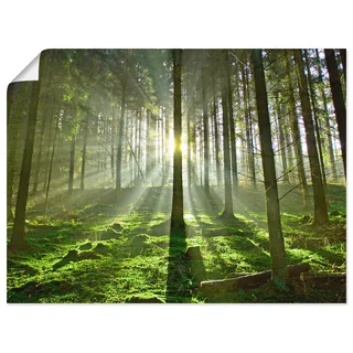 Artland Wandbild »Wald im Gegenlicht« Wald 1 Stk. tlg. als Leinwandbild, Poster in verschied. Größen, grün