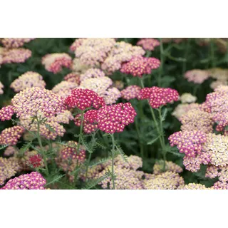 Achillea millefolium 'Paprika', Schafgarbe, rot, ca. 9x9 cm Topf - Rot