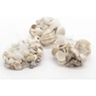 Maritime Deko Muschelmix für Südsee-Flair zuhause