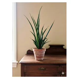 Sansevieria kirkii, Bogenhanf, pflegeleichte Zimmerpflanze, Höhe ca. 50 cm