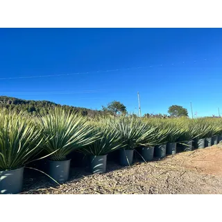 Sunny Tree - Yucca Rostrata - Palme - 70 Zentimeter - Winterharte Palme - Palmlilie