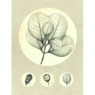 KOMAR Wandbild Transparent Leaf 30 x 40 cm